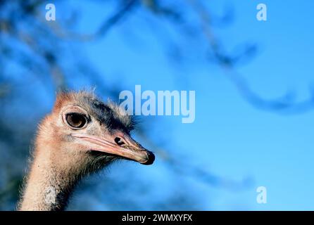 La testa di una femmina di struzzo dal collo rosso allo zoo di Paignton, Devon. Foto Stock