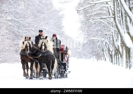Foresta nera Draughthorse. Due stalloni che tirano una slitta. Germania Foto Stock