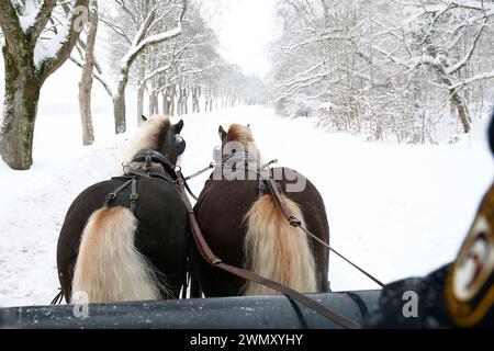 Foresta nera Draughthorse. Due stalloni che tirano una slitta. Germania Foto Stock