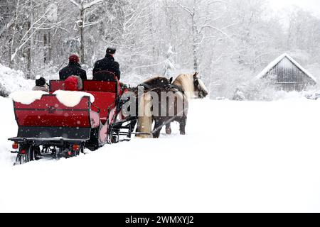 Foresta nera Draughthorse. Due stalloni che tirano una slitta. Germania Foto Stock
