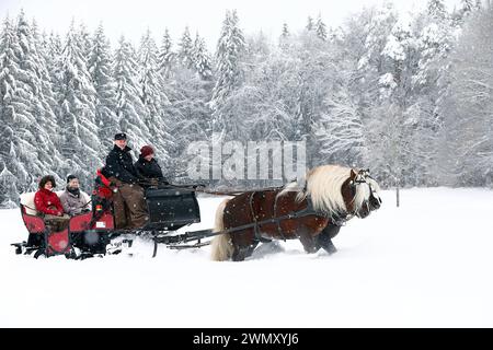 Foresta nera Draughthorse. Due stalloni che tirano una slitta. Germania Foto Stock