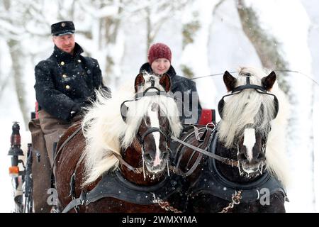 Foresta nera Draughthorse. Due stalloni che tirano una slitta. Germania Foto Stock