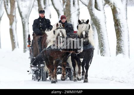 Foresta nera Draughthorse. Due stalloni che tirano una slitta. Germania Foto Stock