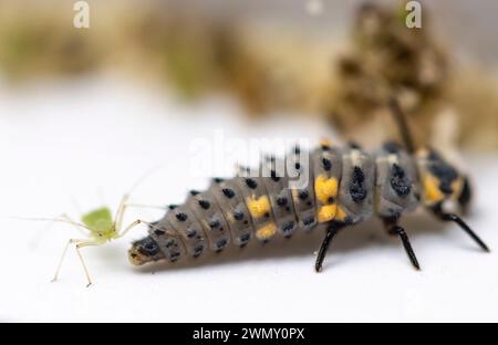 Francia, Ain, Saint Jean le Vieux, allevamento di coccinelle Insectosphere, larva di coccinella septempunctata (Coccinella septempunctata) e aphid Foto Stock