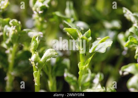 Francia, Ain, Saint Jean le Vieux, fattoria di coccinelle, Insectosphere, gli afidi vengono allevati nella fattoria per servire come cibo per le coccinelle Foto Stock