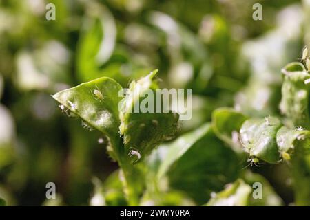 Francia, Ain, Saint Jean le Vieux, fattoria di coccinelle, Insectosphere, gli afidi vengono allevati nella fattoria per servire come cibo per le coccinelle Foto Stock