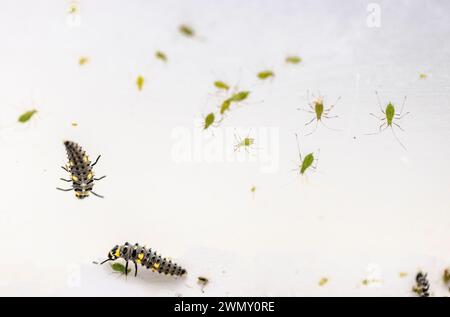 Francia, Ain, Saint Jean le Vieux, allevamento di coccinelle Insectosphere, larva di coccinella septempunctata (Coccinella septempunctata) e aphid Foto Stock