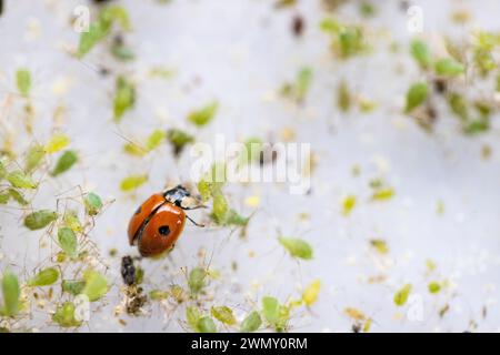 Francia, Ain, Saint Jean le Vieux, fattoria di coccinelle, Insectosphere, coccinella a 2 macchie (Adalia bipunctata) che mangia afidi Foto Stock