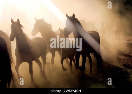 Puledri e puledri friesiani presso l'allevamento di cavalli Geyerspan, Sudafrica Foto Stock