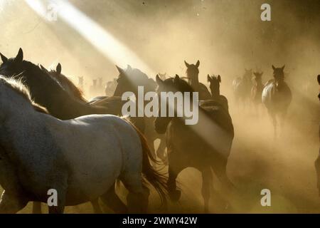 Puledri e puledri friesiani presso l'allevamento di cavalli Geyerspan, Sudafrica Foto Stock