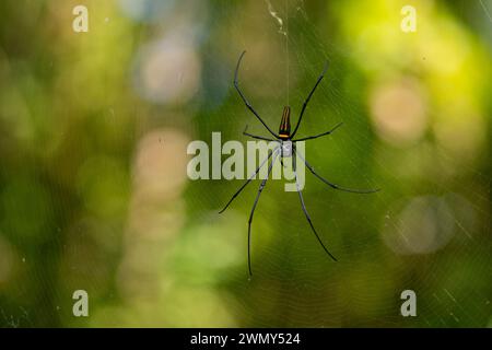 Un ragno dorato (Nephila Pilipes) sul lago Paisu Pok a Luk Panenteng, Banggai, Sulawesi, Indonesia. Foto Stock