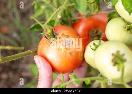 I pomodori malati colpiti da maligna tardiva crescono su un ramo in terra aperta, in primo piano. Coltivare e prendersi cura delle verdure. Foto Stock