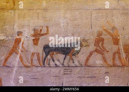 Egitto, Cairo, Saqqara, Menfi e la sua necropoli, i campi piramidali da Giza a Dahshur, patrimonio dell'umanità dell'UNESCO, la tomba di Ty e le mucche Foto Stock