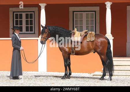 Lusitano. Lo stallone della baia Beruc si erge con una sella tradizionale e una signora in un abito da equitazione nel cortile della fattoria Quinta da Ferraria in Portogallo Foto Stock