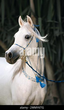 Cavallo arabo. Lo stallone grigio Rayyan Albadeia con un halter. Egitto Foto Stock