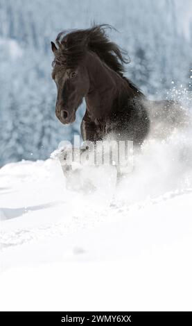 Il frisone cavallo. Stallone nero al galoppo in neve. Germania Foto Stock