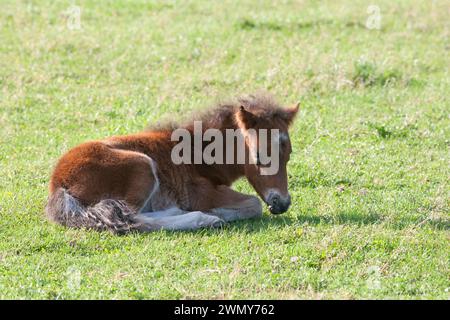 Shetland Pony. Puledro della baia che dorme in un pascolo. Germania Foto Stock