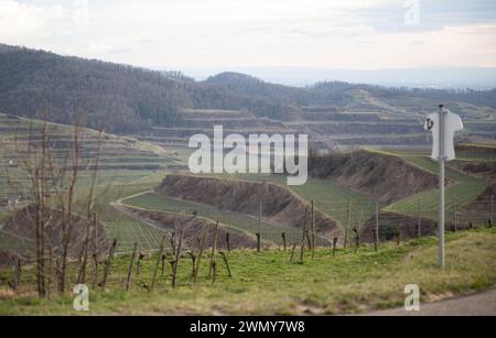 Oberbergen, Germania. 26 febbraio 2024. I vigneti sul Texas Pass nel Kaiserstuhl vicino a Oberbergen. Crediti: Bernd Weißbrod/dpa/Alamy Live News Foto Stock