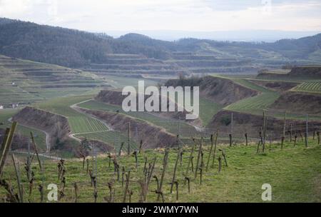 Oberbergen, Germania. 26 febbraio 2024. I vigneti sul Texas Pass nel Kaiserstuhl vicino a Oberbergen. Crediti: Bernd Weißbrod/dpa/Alamy Live News Foto Stock