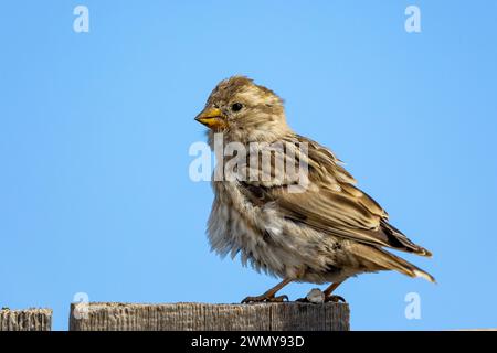 Mongolia, Mongolia orientale, steppa, passero boschivo mongolo (Petronia petronia), in posa su una recinzione l Foto Stock