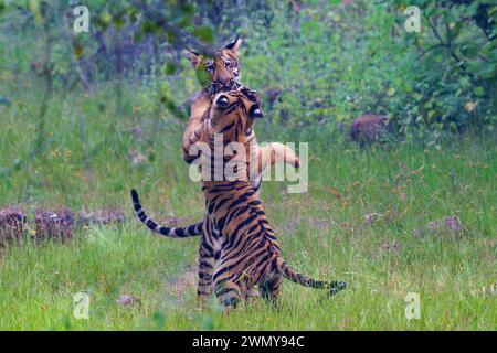 India, stato del Maharashtra, distretto di Chandrapur, il parco nazionale più antico e più grande del Maharashtra, la riserva delle tigri Tadoba Andhari, il parco nazionale di Tadoba, la tigre del Bengala in un'area pulita, i ragazzi giocano Foto Stock