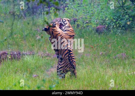 India, stato del Maharashtra, distretto di Chandrapur, il parco nazionale più antico e più grande del Maharashtra, la riserva delle tigri Tadoba Andhari, il parco nazionale di Tadoba, la tigre del Bengala in un'area pulita, i ragazzi giocano Foto Stock