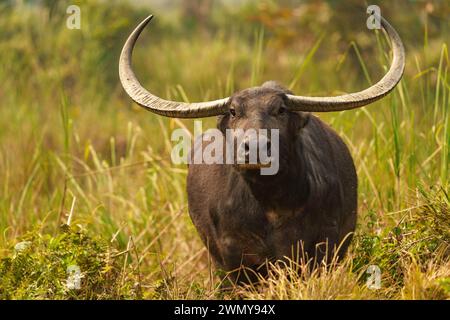 India, Uttarakhand, Jim Corbett National Park, Wild Asiatic Buffalo (Bubalus arnee), conosciuto anche come bufalo d'acqua, bufalo asiatico e bufalo selvatico, nella vegetazione Foto Stock