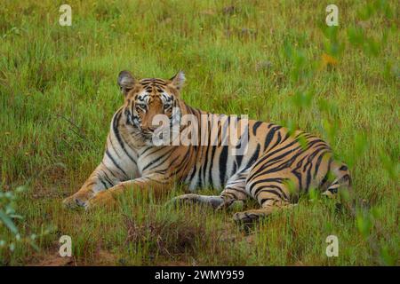 India, stato del Maharashtra, distretto di Chandrapur, il più antico e più grande parco nazionale del Maharashtra, la riserva delle tigri Tadoba Andhari, il parco nazionale di Tadoba, tigre del Bengala maschile adulti in un'area pulita Foto Stock
