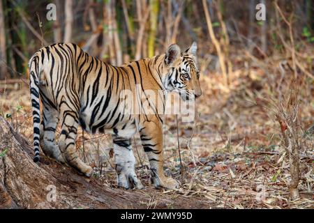 India, stato del Maharashtra, distretto di Chandrapur, il più antico e grande parco nazionale del Maharashtra, riserva delle tigri di Tadoba Andhari, parco nazionale di Tadoba, tigre del Bengala (Panthera tigris), che segna il territorio Foto Stock