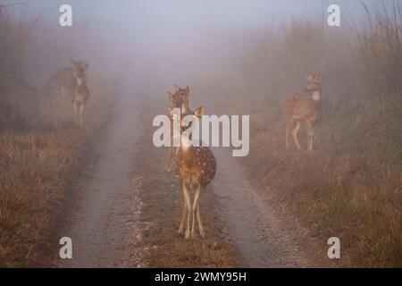 India, Uttarakhand, Jim Corbett National Park, cervo chital o cheetale femminile o maculato, cervo chitale e cervo asse (asse asse asse), su un percorso nella nebbia di prima mattina Foto Stock