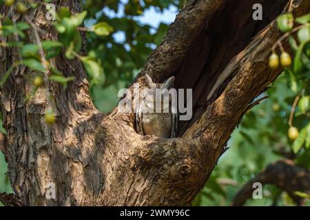 India, stato del Maharashtra, distretto di Chandrapur, il parco nazionale più antico e più grande del Maharashtra, riserva delle tigri Tadoba Andhari, parco nazionale di Tadoba, gufo di scops (Otus lettia) che riposa nel nido, dorme Foto Stock