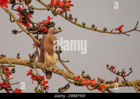 India, Uttarakhand, Jim Corbett National Park, aquila di pesce dalla testa grigia (Haliaeetus ichthyaetus), arroccata su un albero sopra un fiume Foto Stock