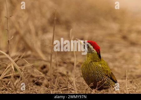 India, Uttarakhand, Jim Corbett National Park, picchio di legno (Picus xanthopygaeus), a terra, nell'erba Foto Stock