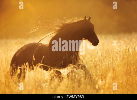 Cavallo friesiano. Galoppo allo stallone alla luce della sera in oro. STATI UNITI Foto Stock