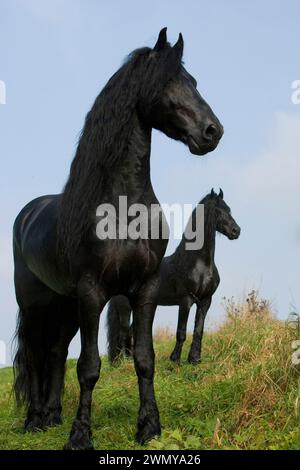 Stalloni friesiani in piedi in un prato. Germania Foto Stock