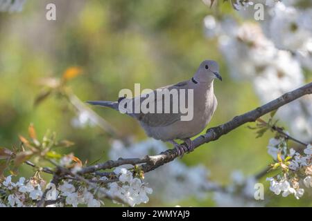 Francia, Bas Rhin, Obernai, colomba turca (Streptopelia decaocto), arroccata in un ciliegio Foto Stock