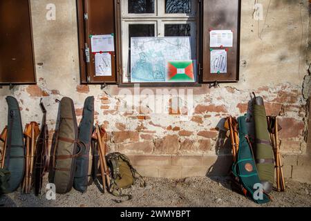 Francia, Alsazia, foresta del Reno, caccia alla caccia grossa, fucili e piano di caccia Foto Stock