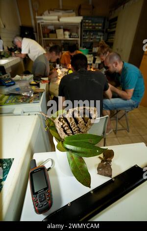 Francia, Guyana francese, missione di raccolta del veleno del laboratorio Venometech Foto Stock