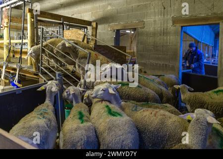 Francia, Indre e Loira, valle della Loira dichiarata patrimonio dell'umanità dall'UNESCO, Saint-Ouen-Les-Vignes, Corbinière Sheepfold, Agnès le Douairon e Aurélien Girard allevano agnelli e producono formaggio di pecora e capra, il tutto in agricoltura biologica, presso la sala di mungitura Foto Stock