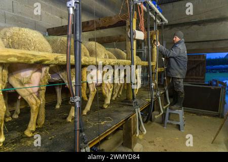 Francia, Indre e Loira, valle della Loira dichiarata patrimonio dell'umanità dall'UNESCO, Saint-Ouen-Les-Vignes, Corbinière Sheepfold, Agnès le Douairon e Aurélien Girard allevano agnelli e producono formaggio di pecora e capra, il tutto in agricoltura biologica, presso la sala di mungitura Foto Stock