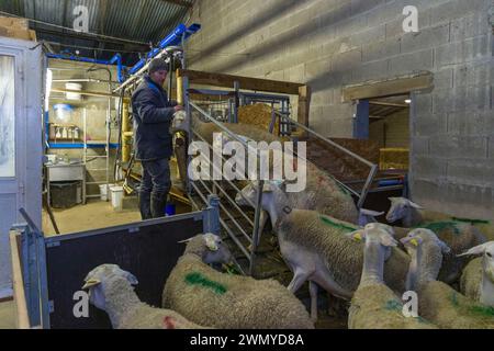 Francia, Indre e Loira, valle della Loira dichiarata patrimonio dell'umanità dall'UNESCO, Saint-Ouen-Les-Vignes, Corbinière Sheepfold, Agnès le Douairon e Aurélien Girard allevano agnelli e producono formaggio di pecora e capra, il tutto in agricoltura biologica, presso la sala di mungitura Foto Stock