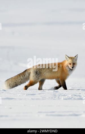 American Red Fox ( Vulpes vulpes ) in inverno, correre sulla neve, guardare, Yellowstone NP, Wyoming, STATI UNITI. Foto Stock