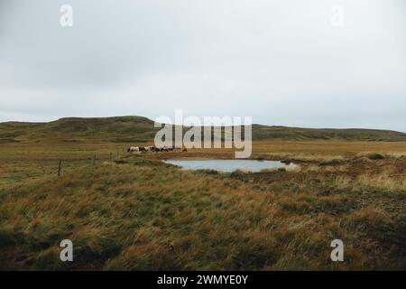 Un tranquillo scenario di campagna islandese con una mandria di cavalli che pascolano vicino a un piccolo stagno sotto il cielo coperto. Foto Stock