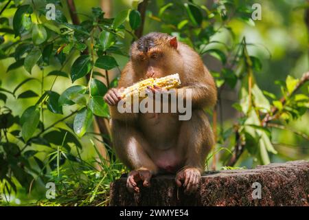 Malesia, Borneo, Sabah, centro di riabilitazione Sepilok, macaco meridionale dalla coda di maiale (Macaca nemestrina), maschio in un albero Foto Stock