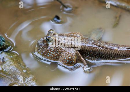 Sud-est del Borneo settentrionale, Malesia, Sabah, Labuk Bay Sanctuary, Giant Mudskipper (Periophthalmodon schlosseri) fuori dalla sua tana nel fango Foto Stock