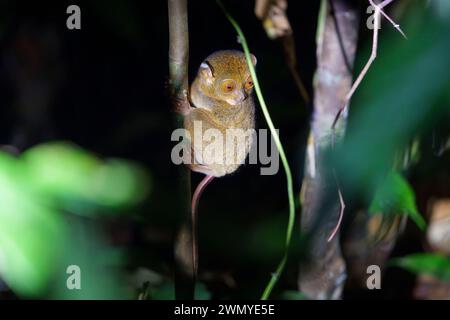 Borneo settentrionale sudorientale, Malesia, Sabah, tarsier occidentale (Cephalopachus bancanus) o Horsfield tarsier o Banca tarsier o Western tarsier (Cephalopachus bancanus), appeso a un ramo Foto Stock