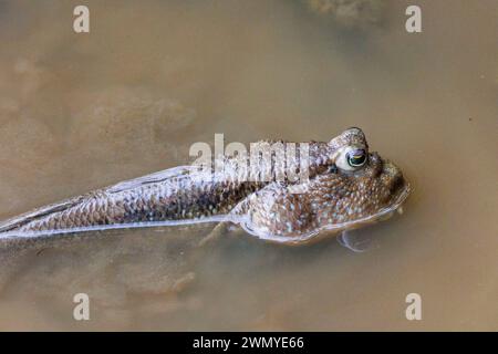 Sud-est del Borneo settentrionale, Malesia, Sabah, Labuk Bay Sanctuary, Giant Mudskipper (Periophthalmodon schlosseri) fuori dalla sua tana nel fango Foto Stock