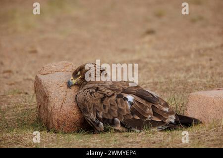 Mongolia, Mongolia Orientale, Steppe, Aquila nipalensis (Aquila nipalensis), sul terreno, dorme contro una pietra riparata dal vento Foto Stock