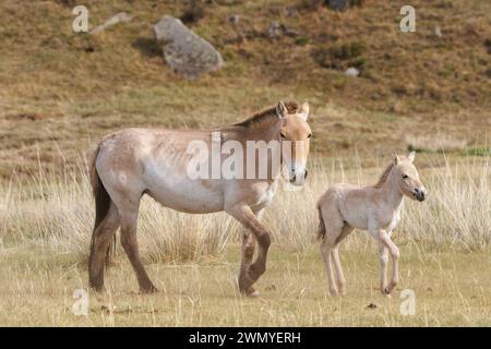 Mongolia, Parco Nazionale Hustai, cavallo di Przewalski o cavallo selvatico mongolo o cavallo zungariano ( Equus przewalskii o Equus ferus przewalskii), reintrodotto dal 1993 nel Parco Nazionale Khustain Nuruu, femmina e bambino Foto Stock