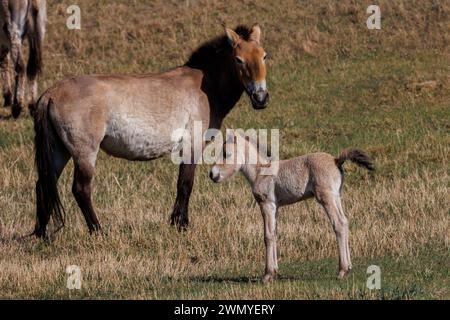 Mongolia, Parco Nazionale Hustai, cavallo di Przewalski o cavallo selvatico mongolo o cavallo zungariano ( Equus przewalskii o Equus ferus przewalskii), reintrodotto dal 1993 nel Parco Nazionale Khustain Nuruu, femmina e bambino Foto Stock